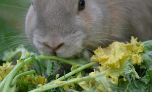 Woman Cannot Survive On Rabbit Food Alone